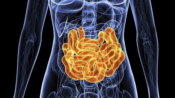 intestine